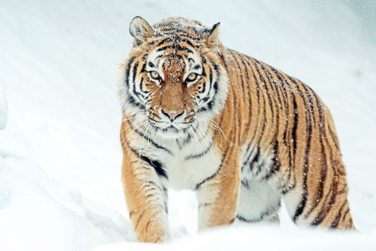 tigre