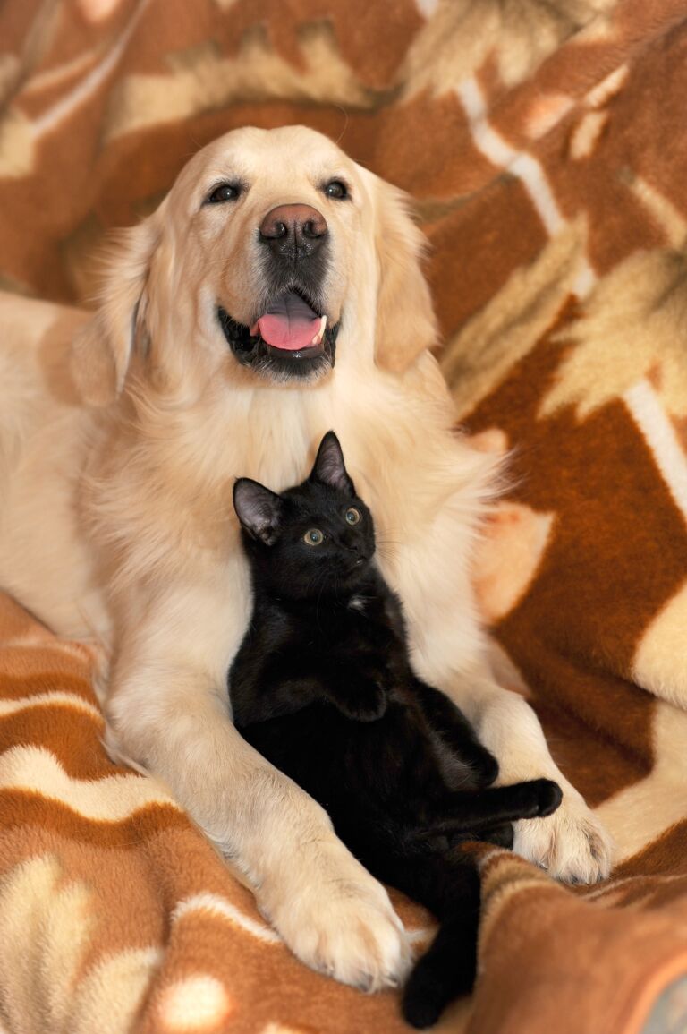 Convivenza tra Animali Domestici