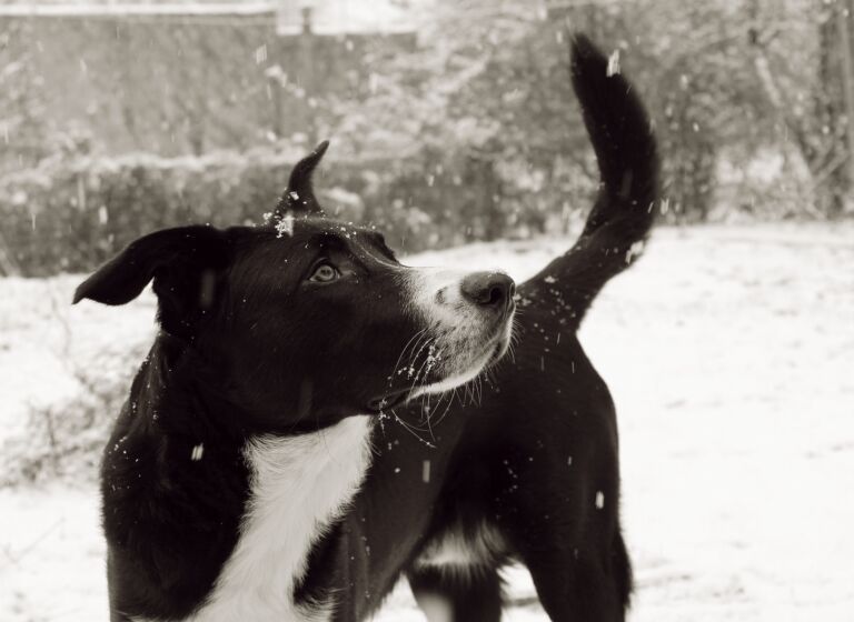 Il Cane Meticcio