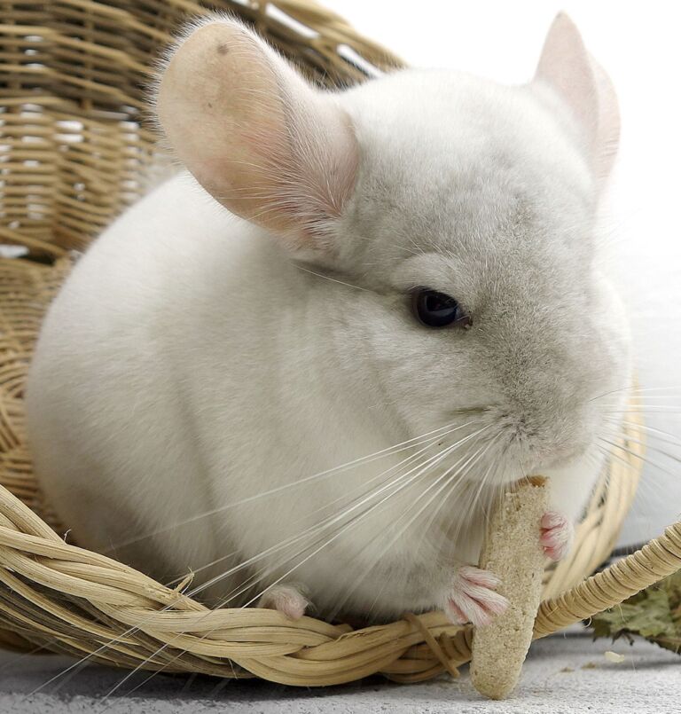 La Castrazione e La Sterilizzazione degli Animali