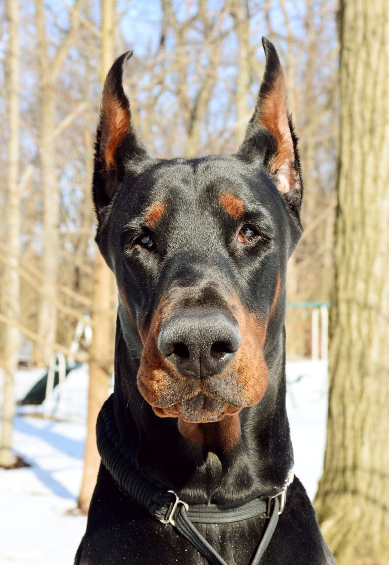 Dobermann orecchie tagliate