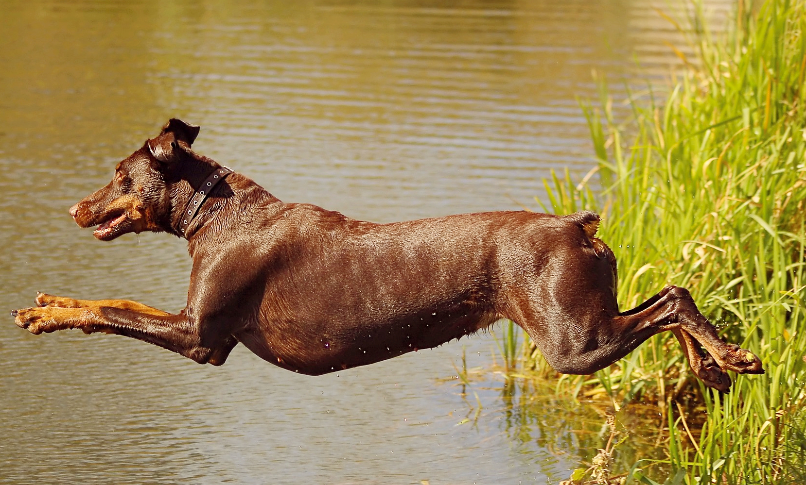 Dobermann Salta