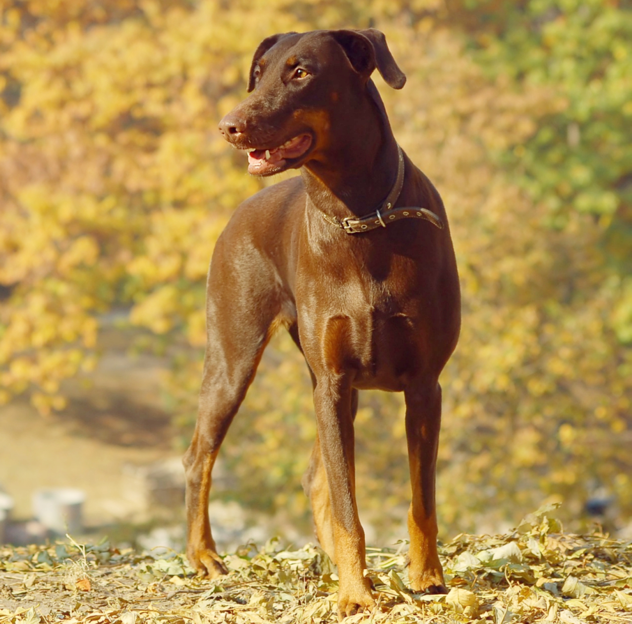 Dobermann orecchie integre