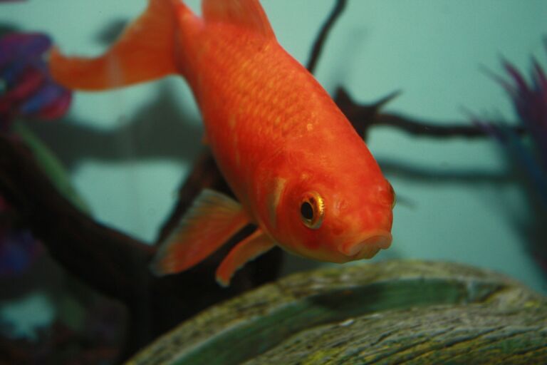 Pesce rosso