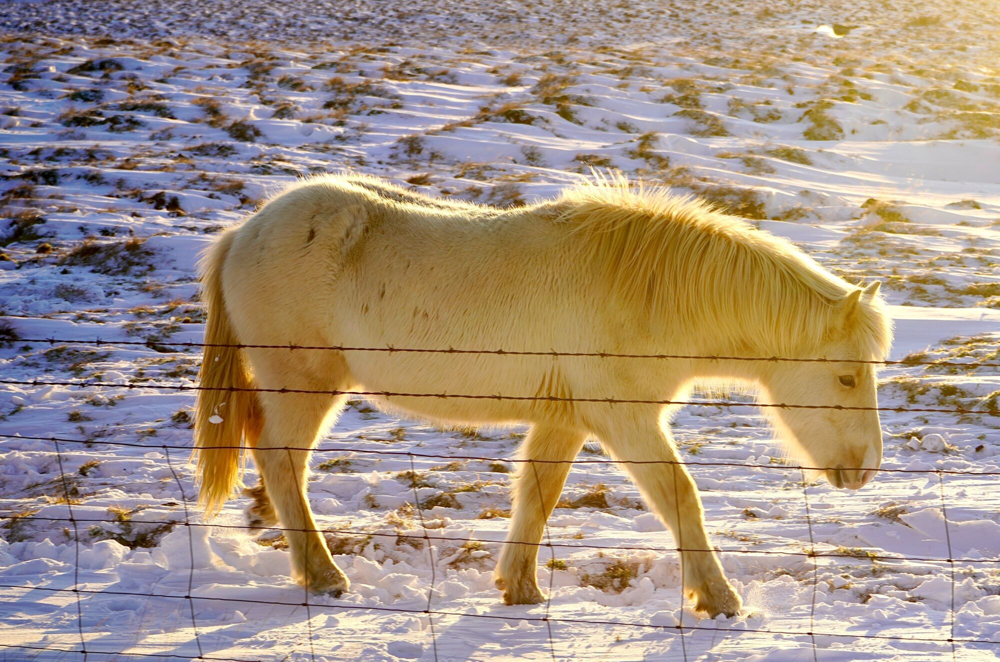 Pony bianco sulla neve