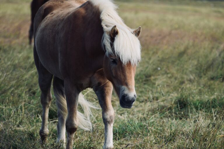 Pony