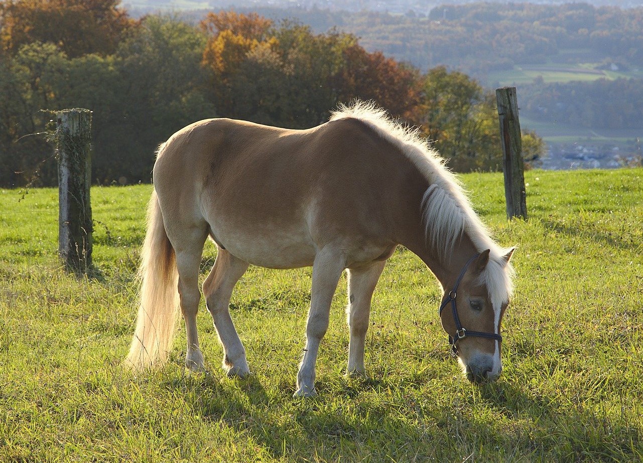 Pony che mangia