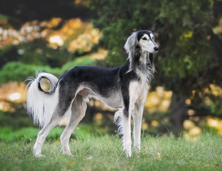Saluki a pelo lungo