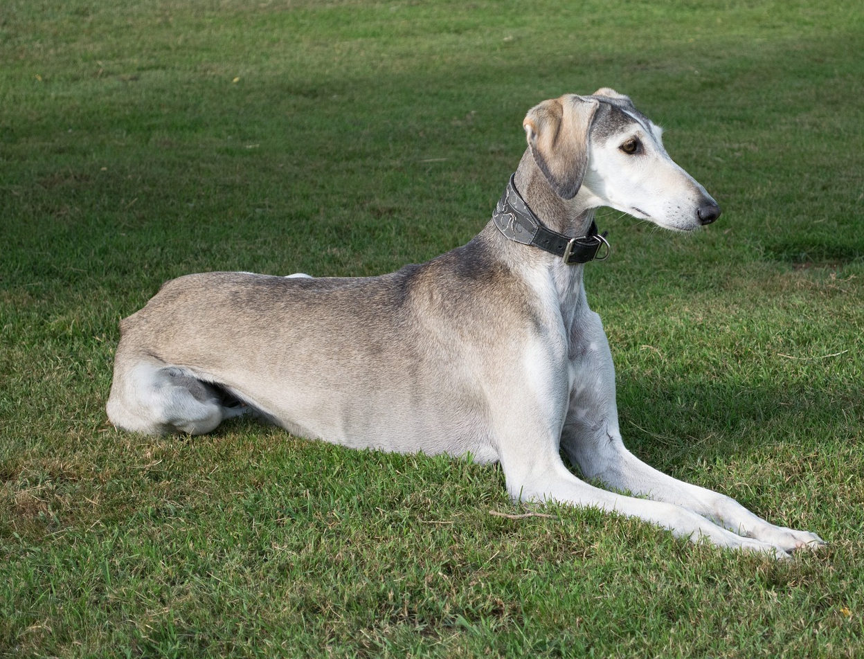 Saluki a Pelo Corto